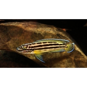 Julidochromis Regani 4-5cm